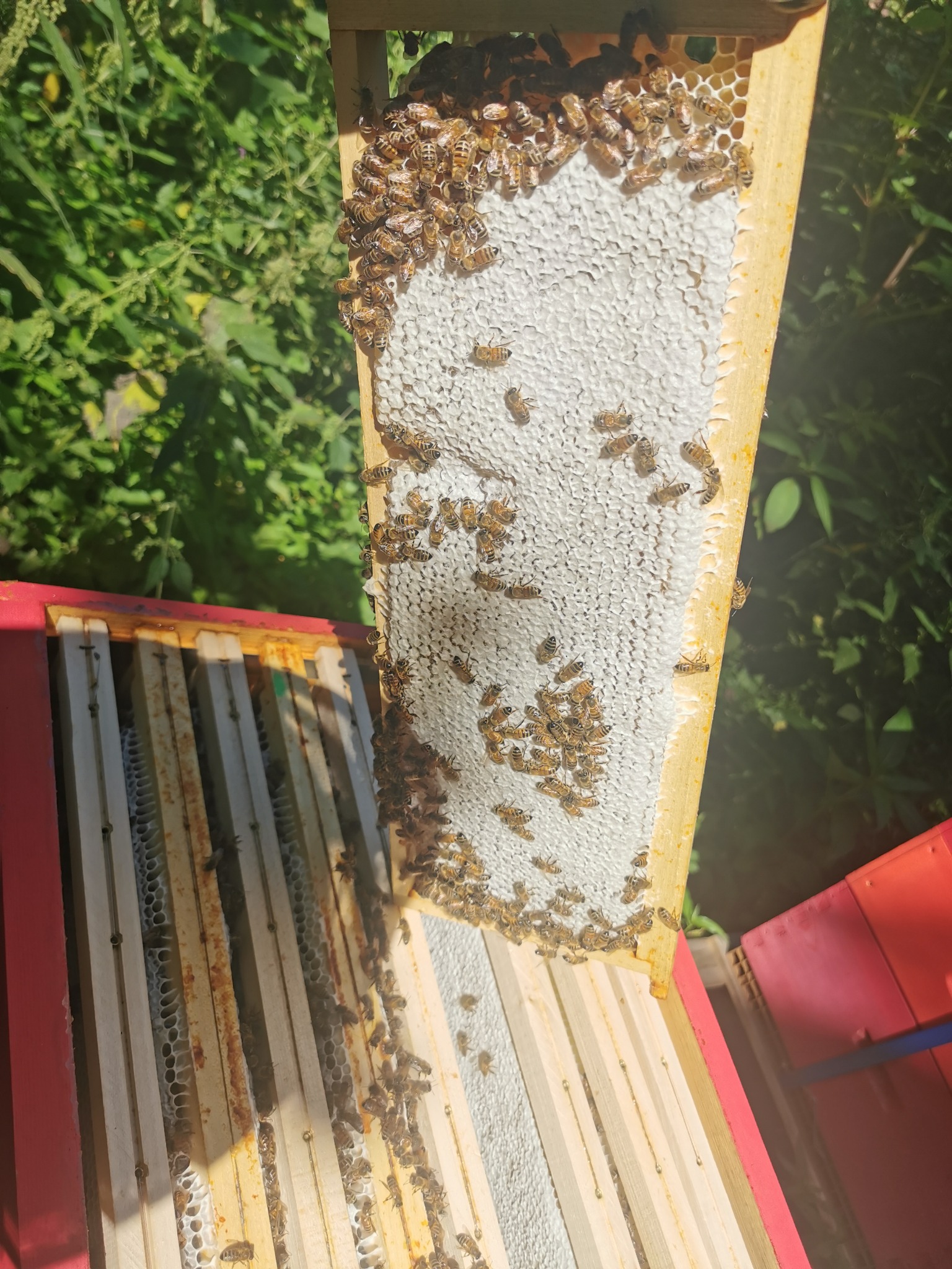 Cadre de miel avec les abeilles