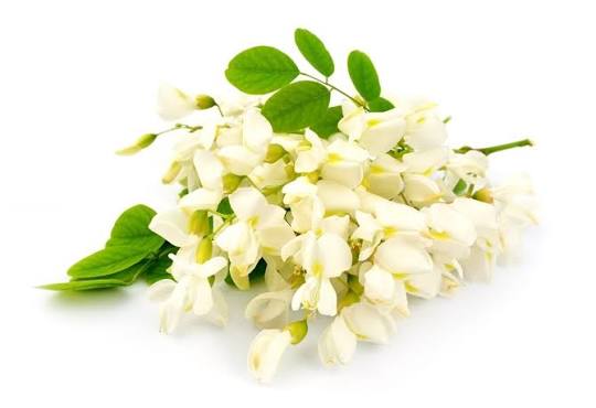 Acacia