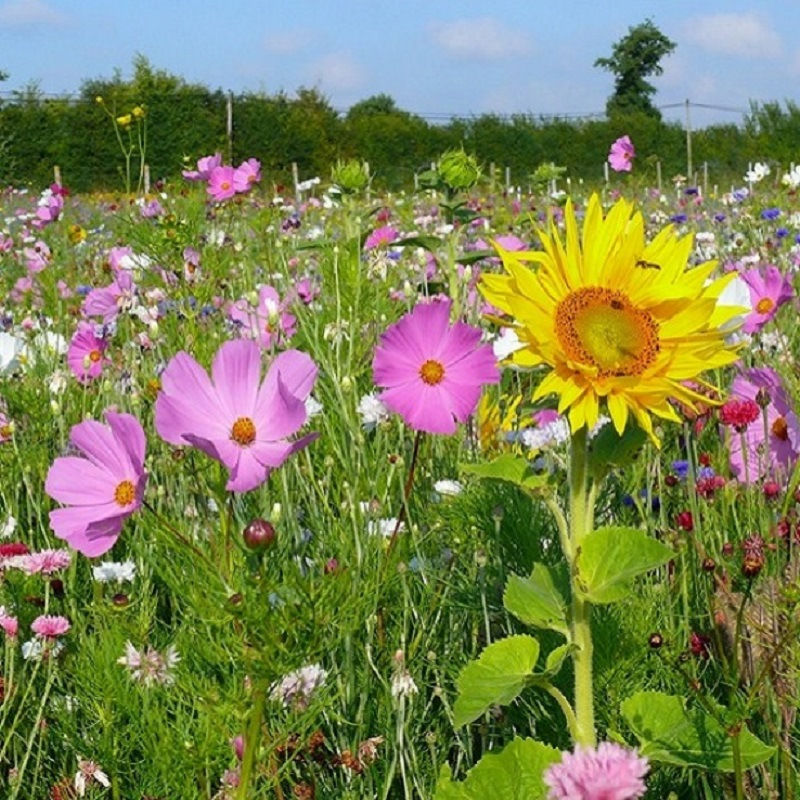 Fleurs d’été